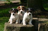 JACK RUSSEL 402